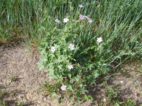 Wild Geranium.